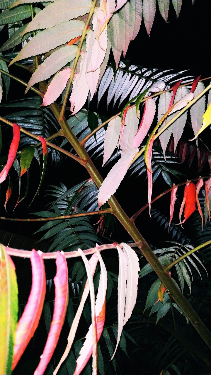 Leaves