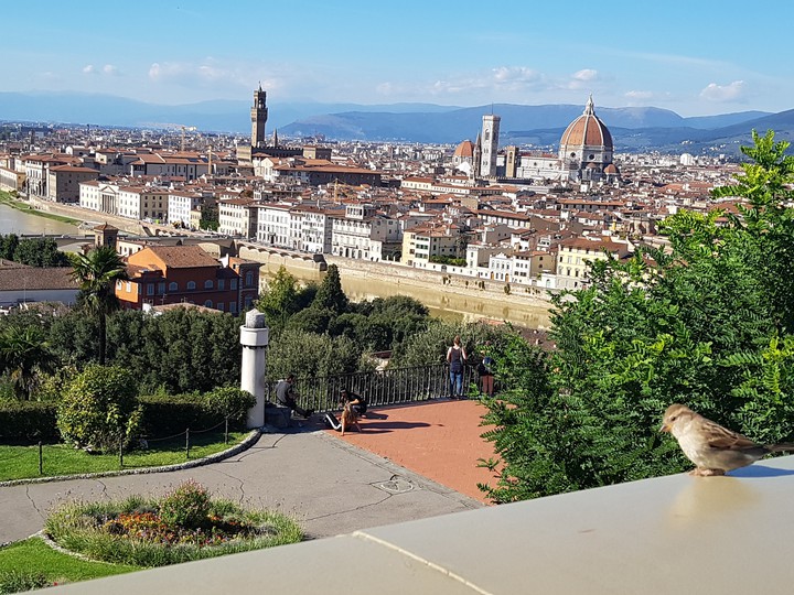 Bird to florence