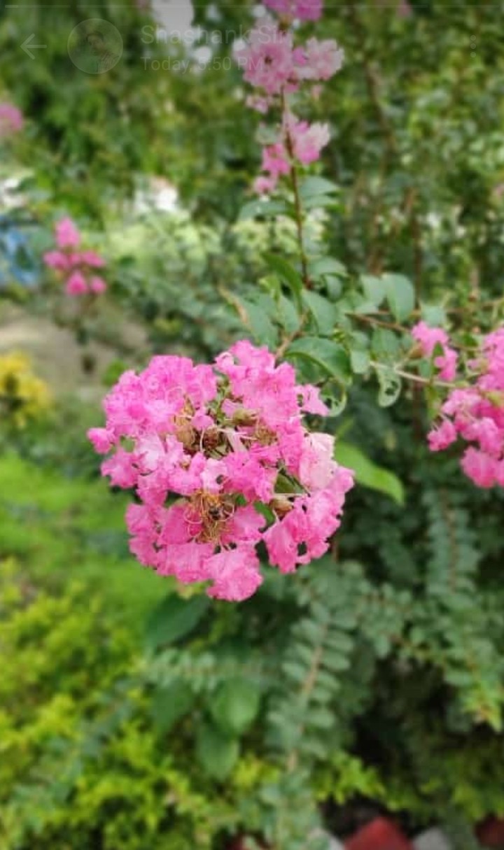 #Flower