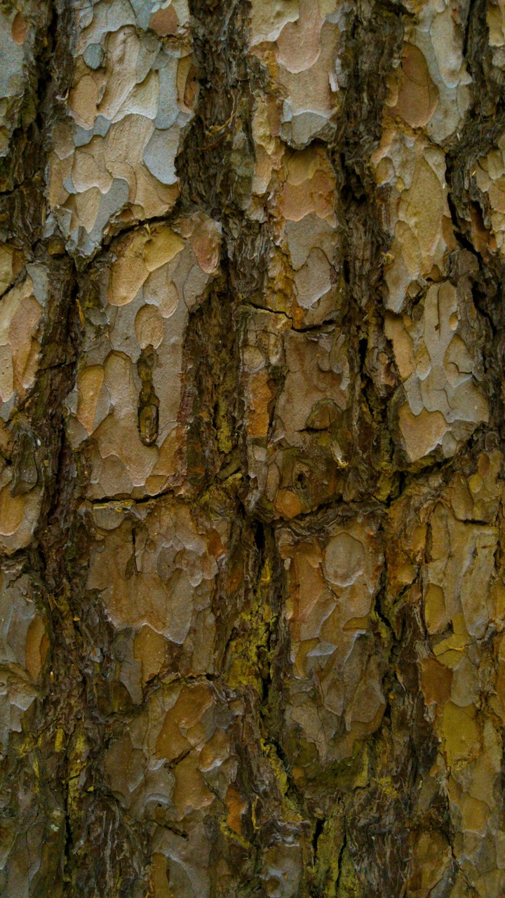 Bark