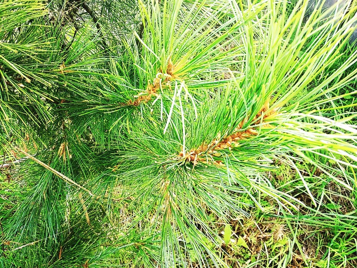 pine
