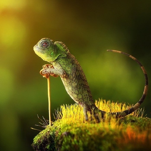 sfondi lizard, chameleon
