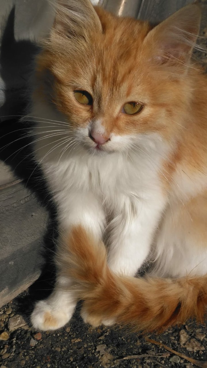 cat