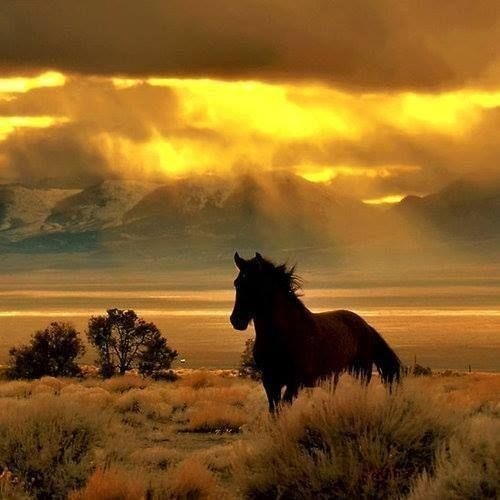 cavalo