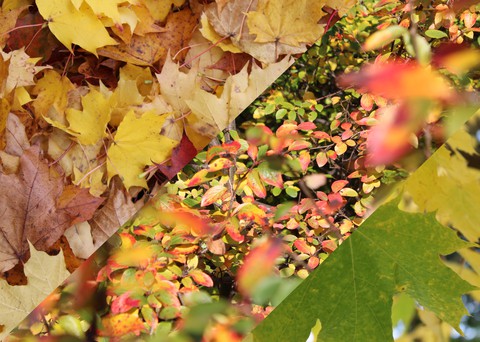 autumn
