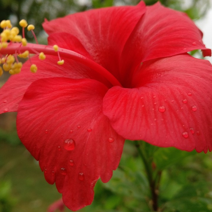 Droplets on Hibiscus