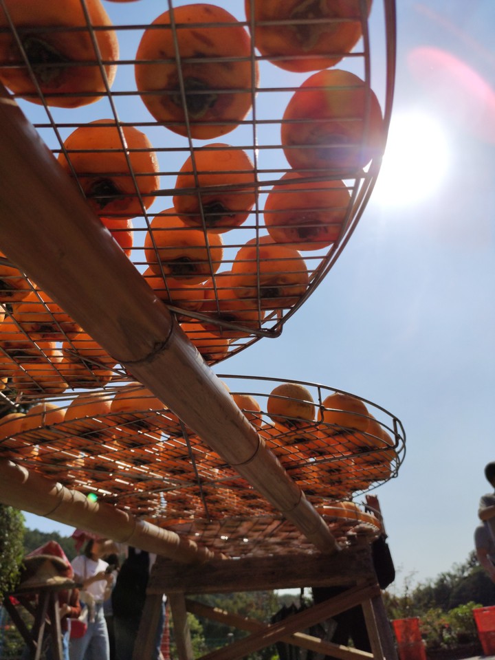 persimmon
