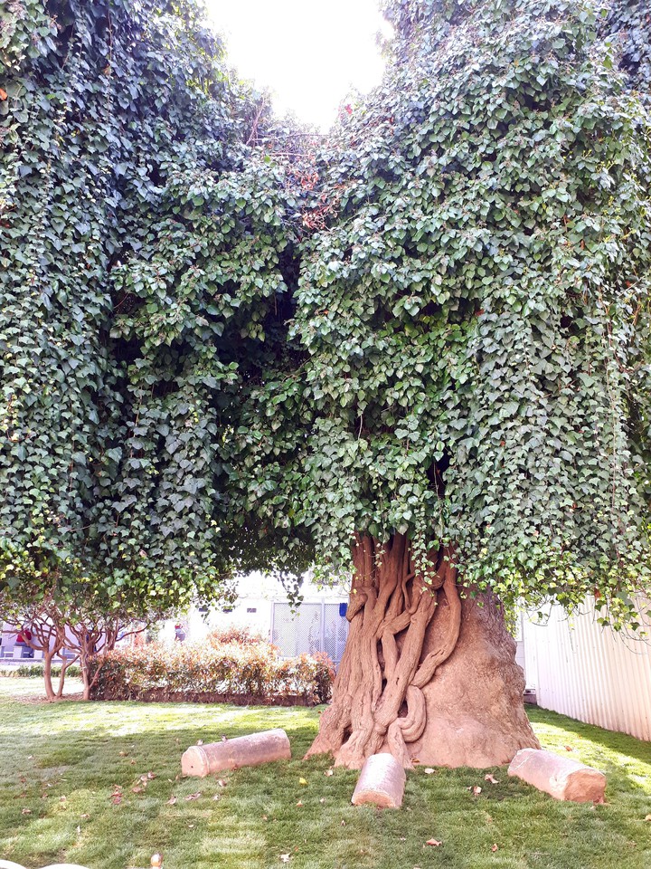 Old tree