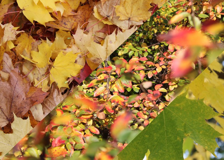 autumn