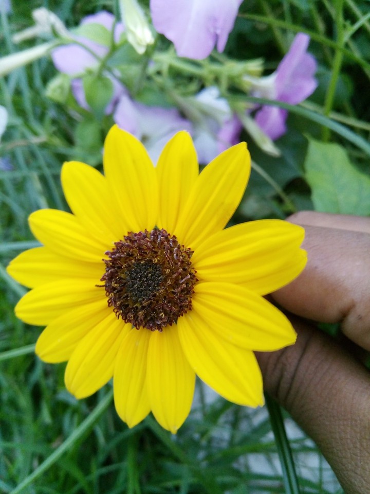 lovely sunflawer