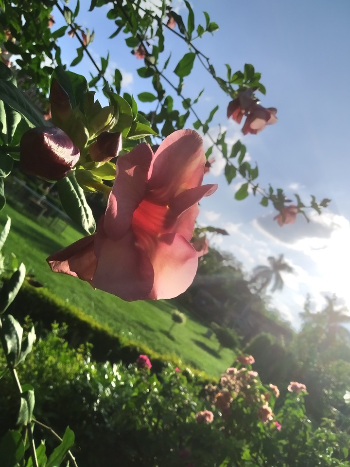 flower