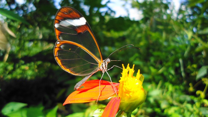 translucida