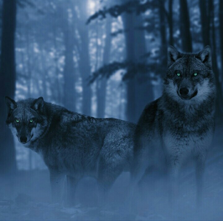 wolf