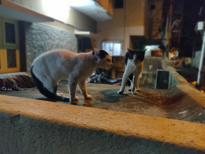 cat