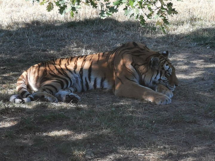 La dure vie de gros chat