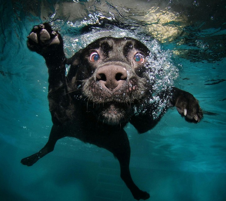 funny dog XD