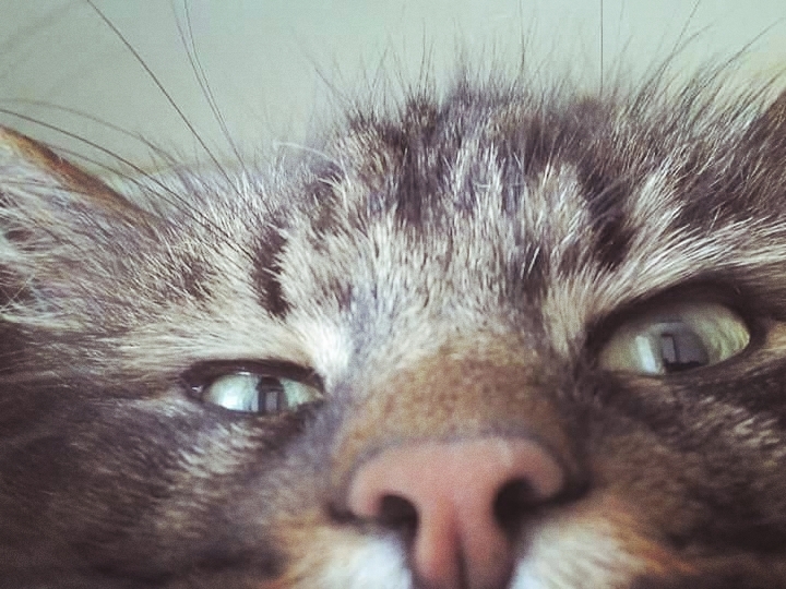 eyes & nose