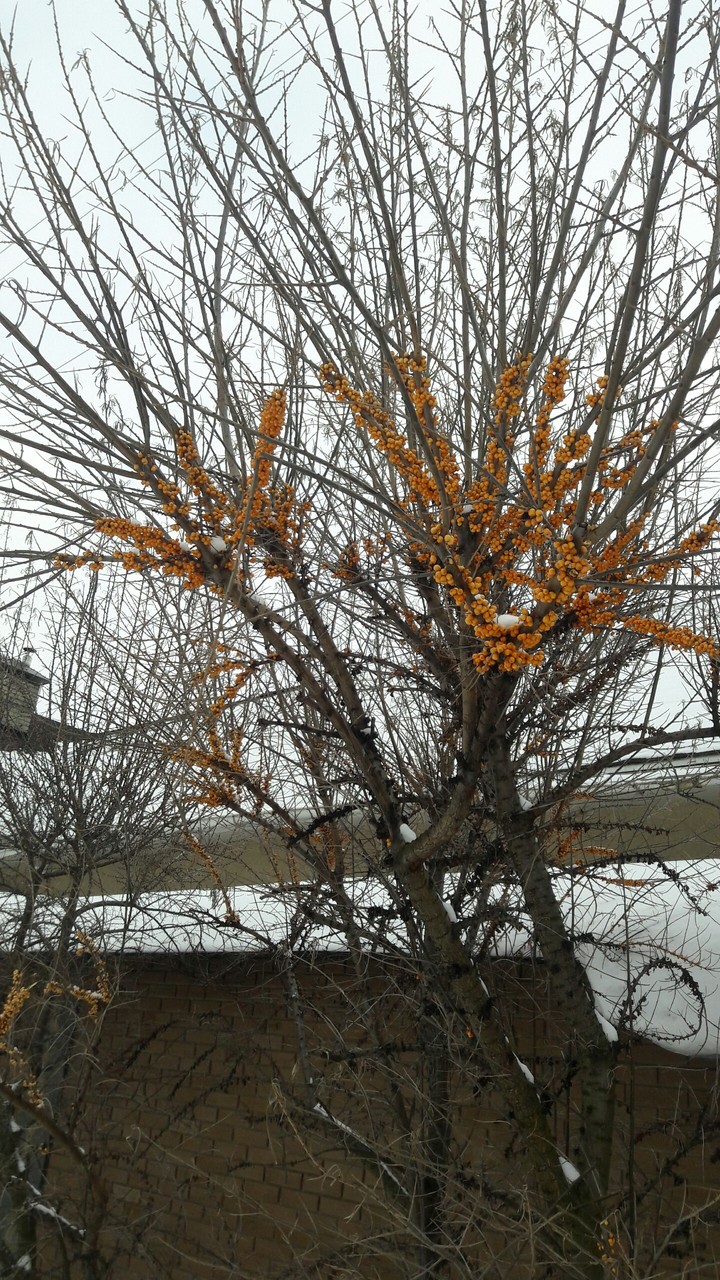 tree