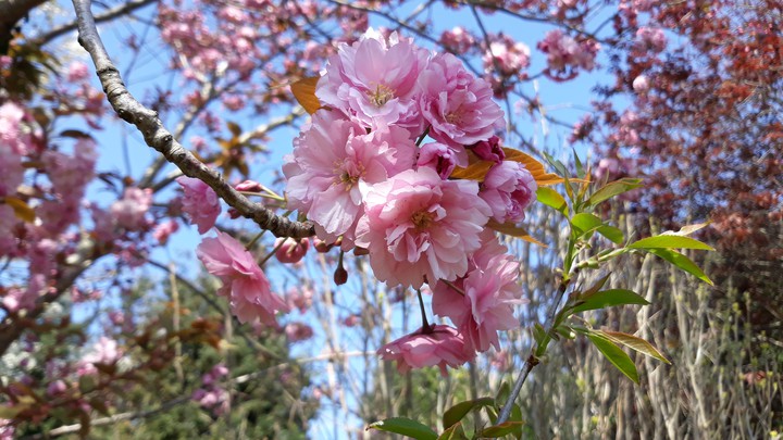 Blossom tree