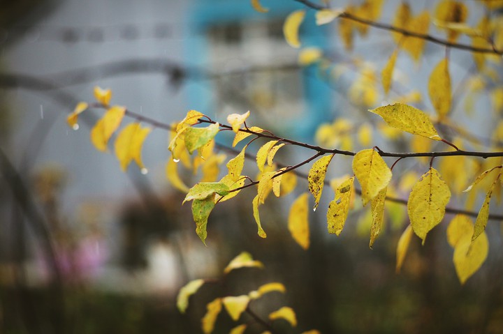 yellow leaves
