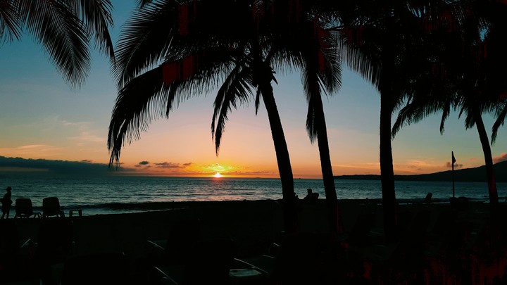 Palm