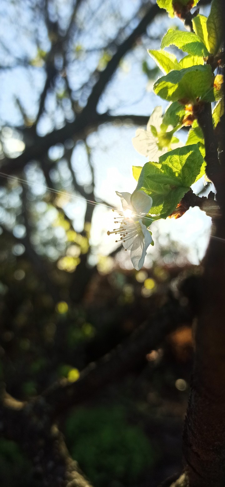 spring summer