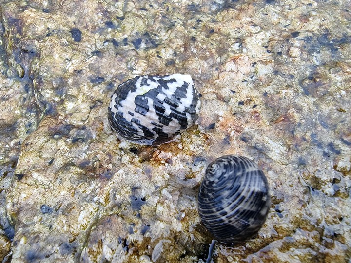 Black Meet White Snails