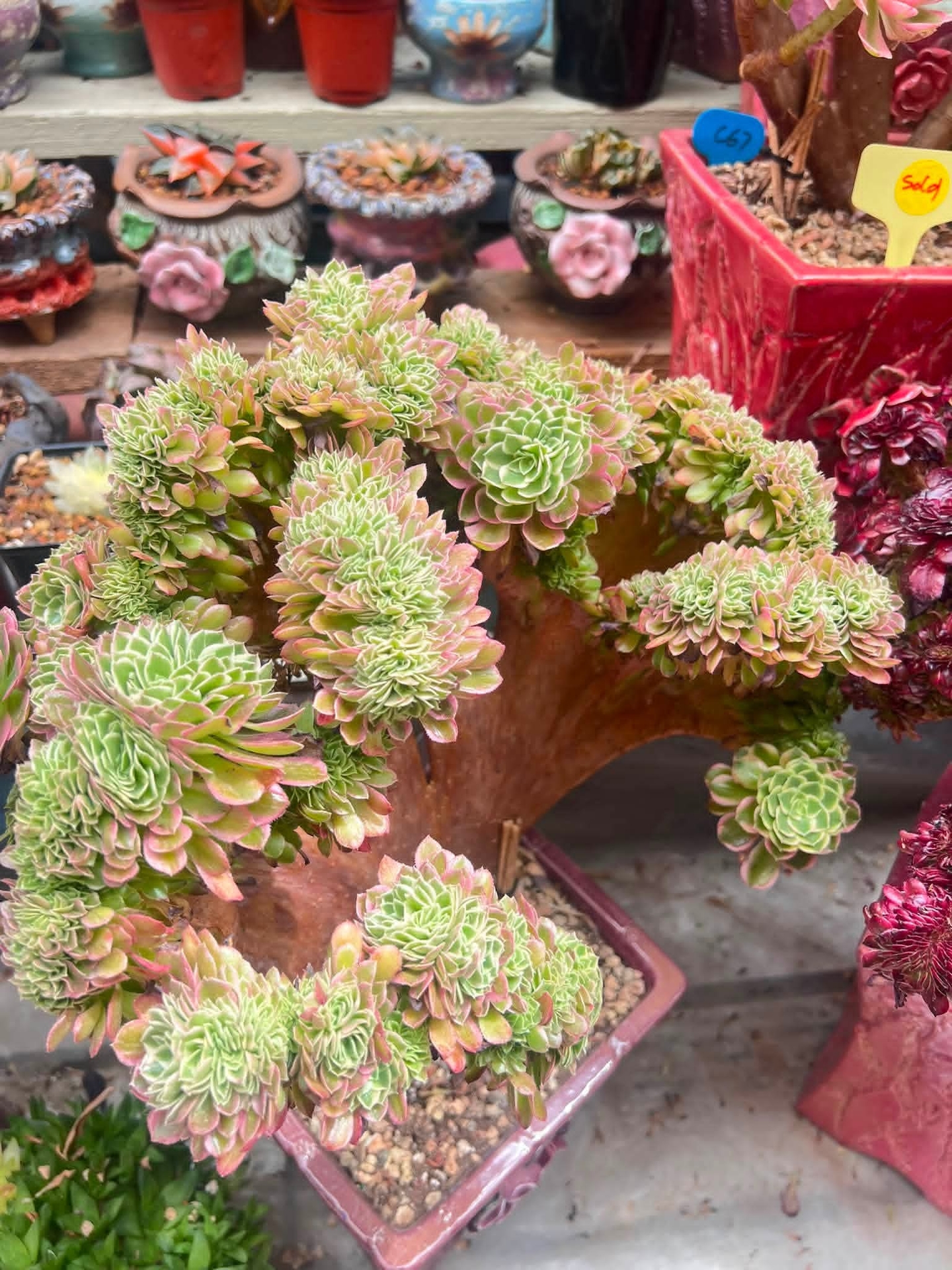 flowerpot, stonecrops Hintergrundbilder