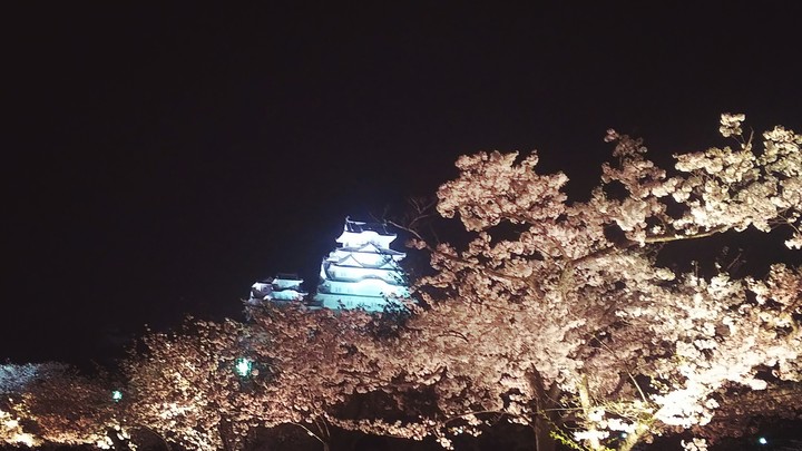 夜桜