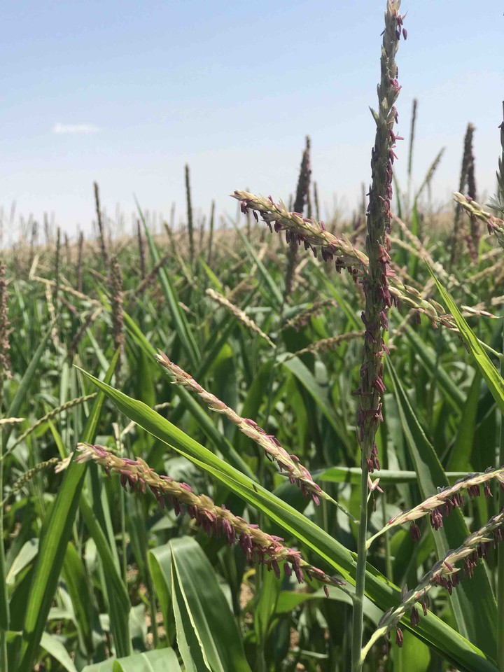 corn