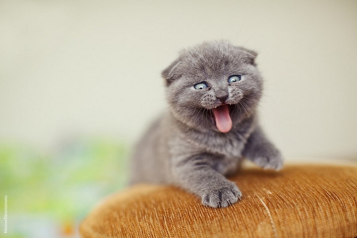 котик