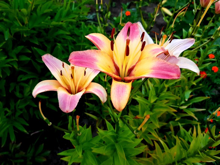 Lilies of my grandmother