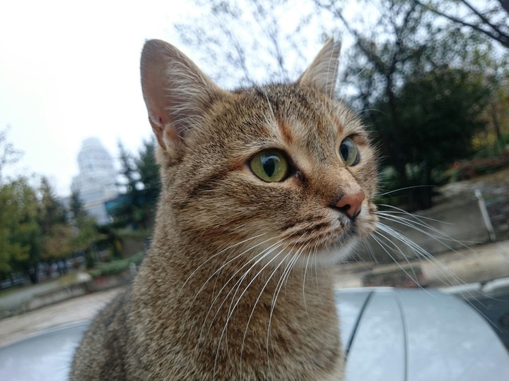 cat