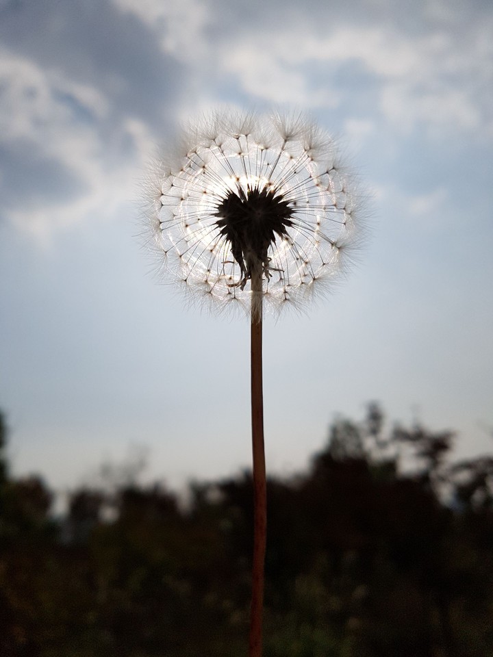 민들레