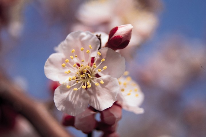 Beautiful Flowers