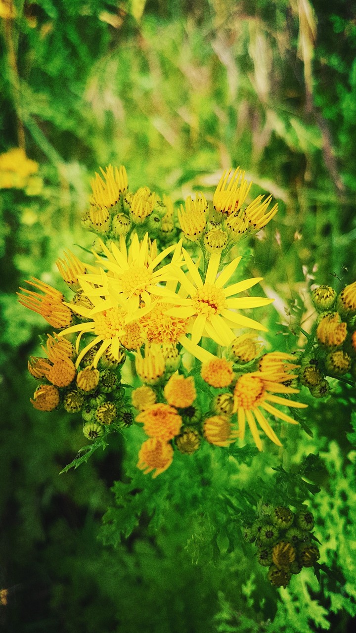 yellow mood