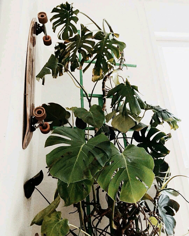 Skate. Room. Flowers