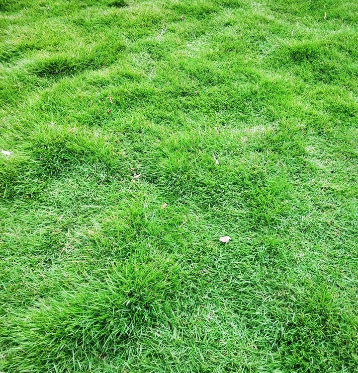 Green grass of home