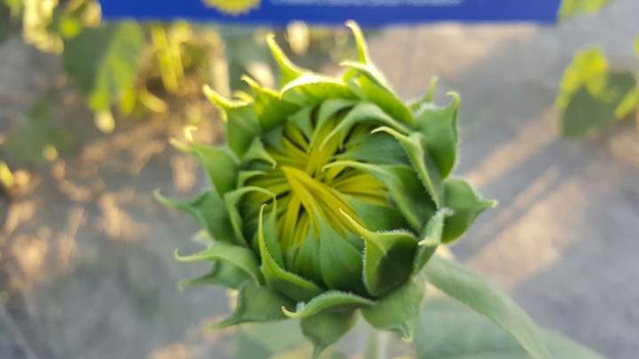 sunflower