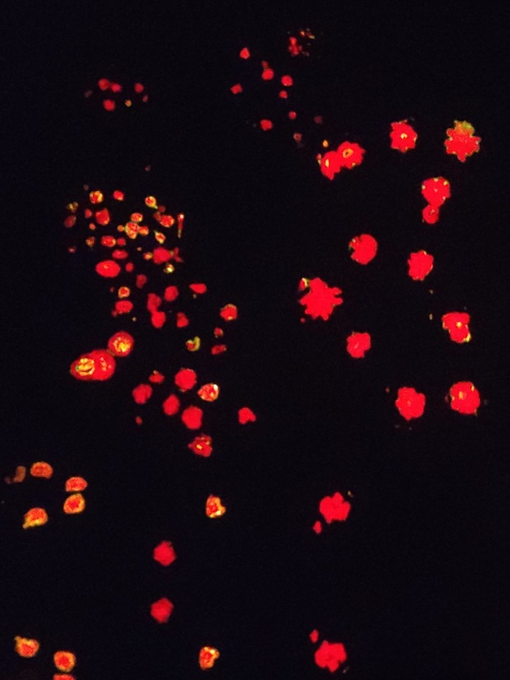 Pool of Lights