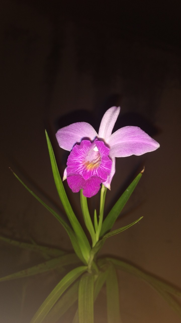 orquídea