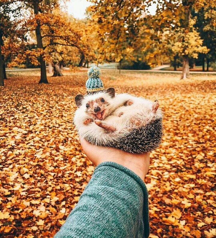 cutie