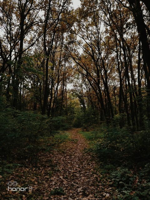 trip