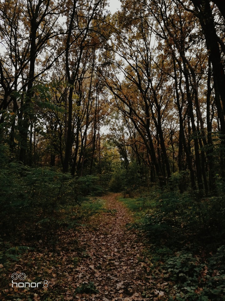 trip