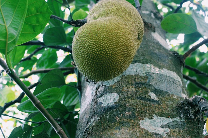 jackfruit.