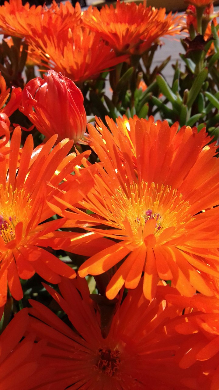 JuSt OraNgE
