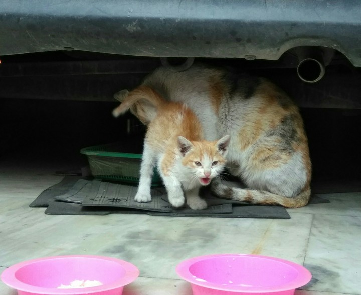 Little angry kitten.