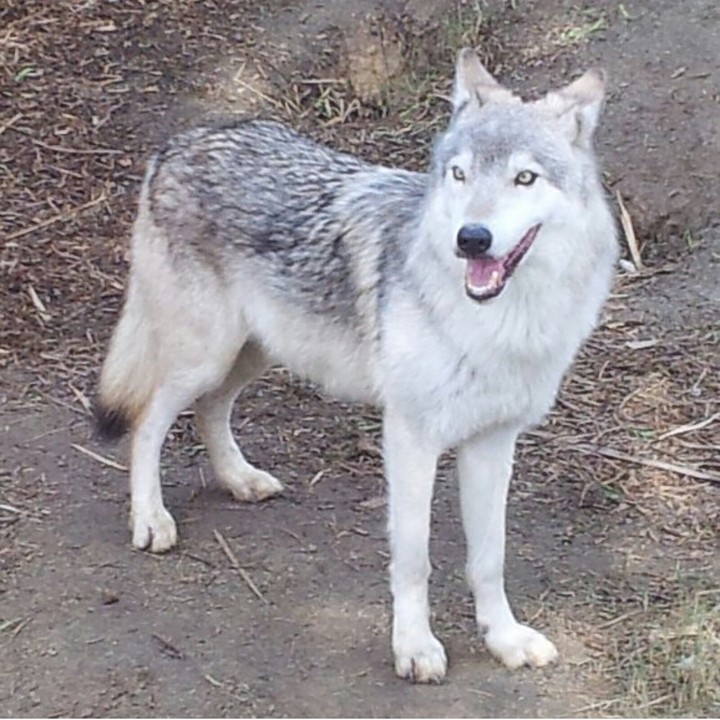 wolf