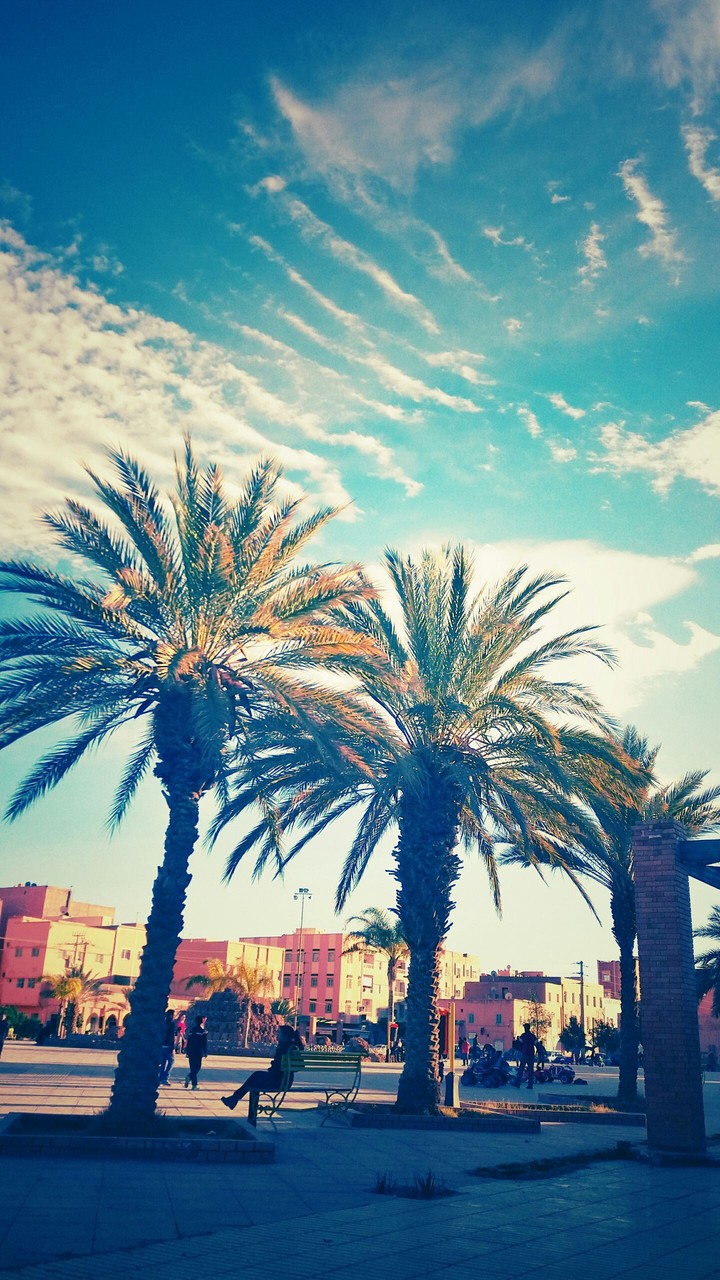 Palm tree