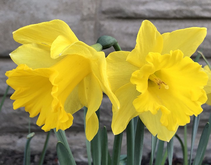 daffodils